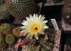 Notocactus ottonis